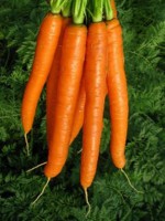 Carota grezza 